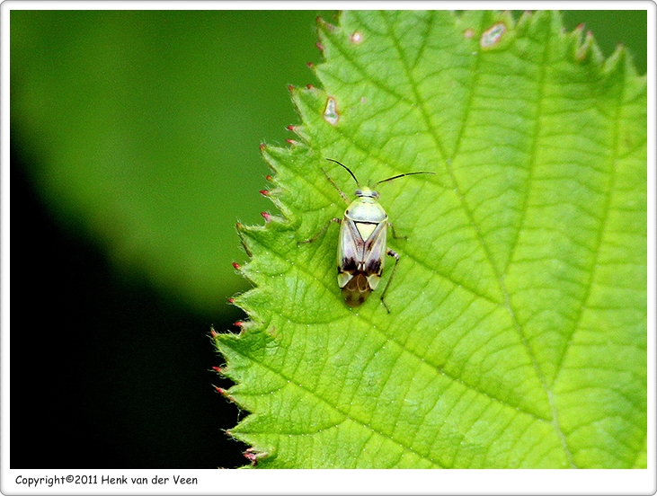 Adelphocoris lineolatus