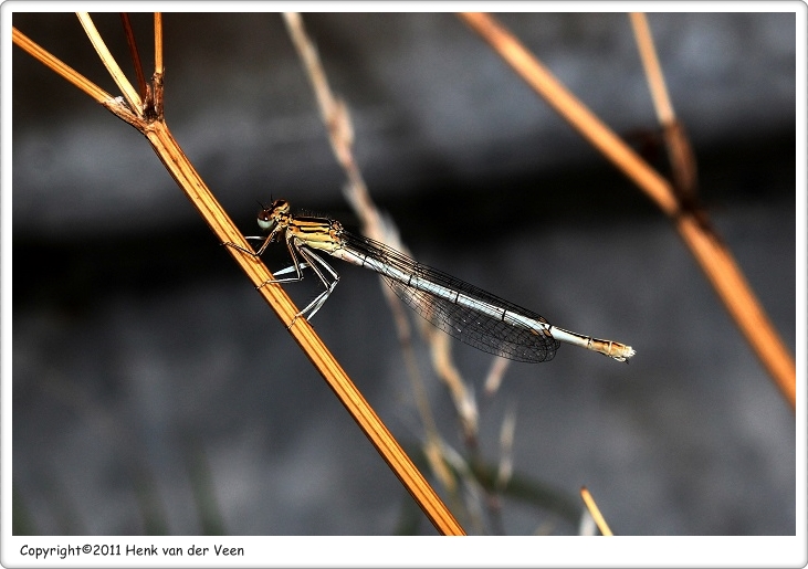 Blauwe breedscheenjuffer2