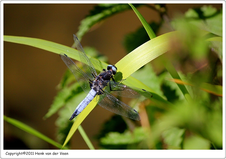 Bruine korenbout1