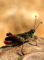 Grashopper