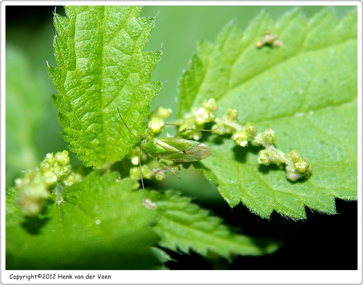 Groene appelwants2