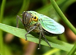 Groene cicade 0