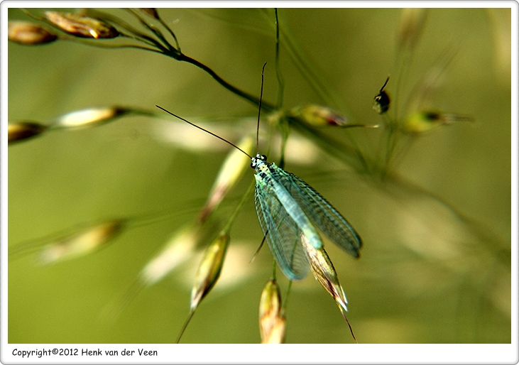 Groene gaasvlieg