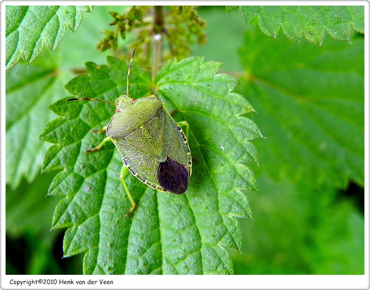 Groene stinkwants1