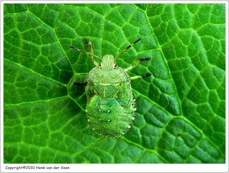 Groene stinkwants vr