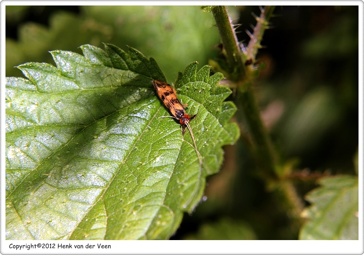 Mystacides longicornis1