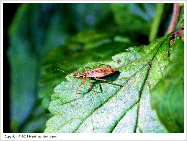 Nabicula limbatus1