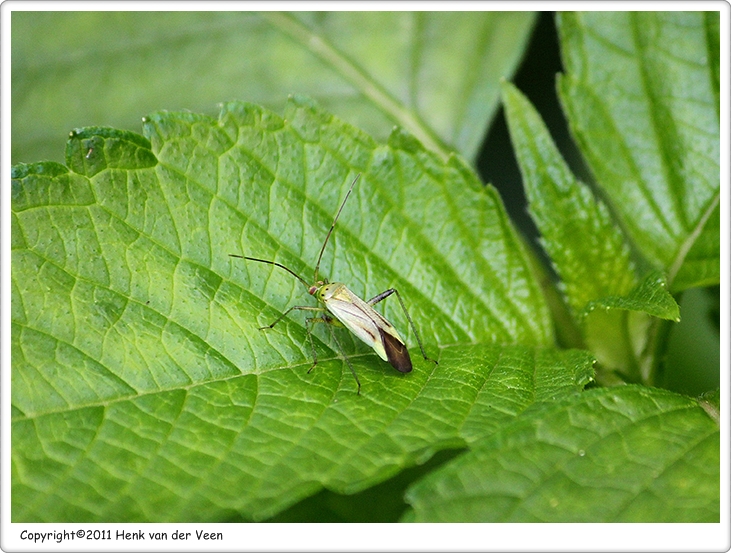 closterotomus norvegicus